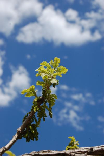 Fewer Spruce in Minnesota?