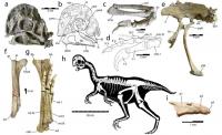 New Species of Dinosaur