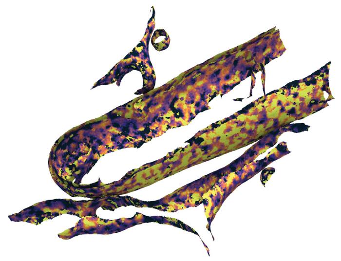 Scientists measure cellular membrane thickness inside cells for the first time