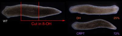 Flatworm Regeneration