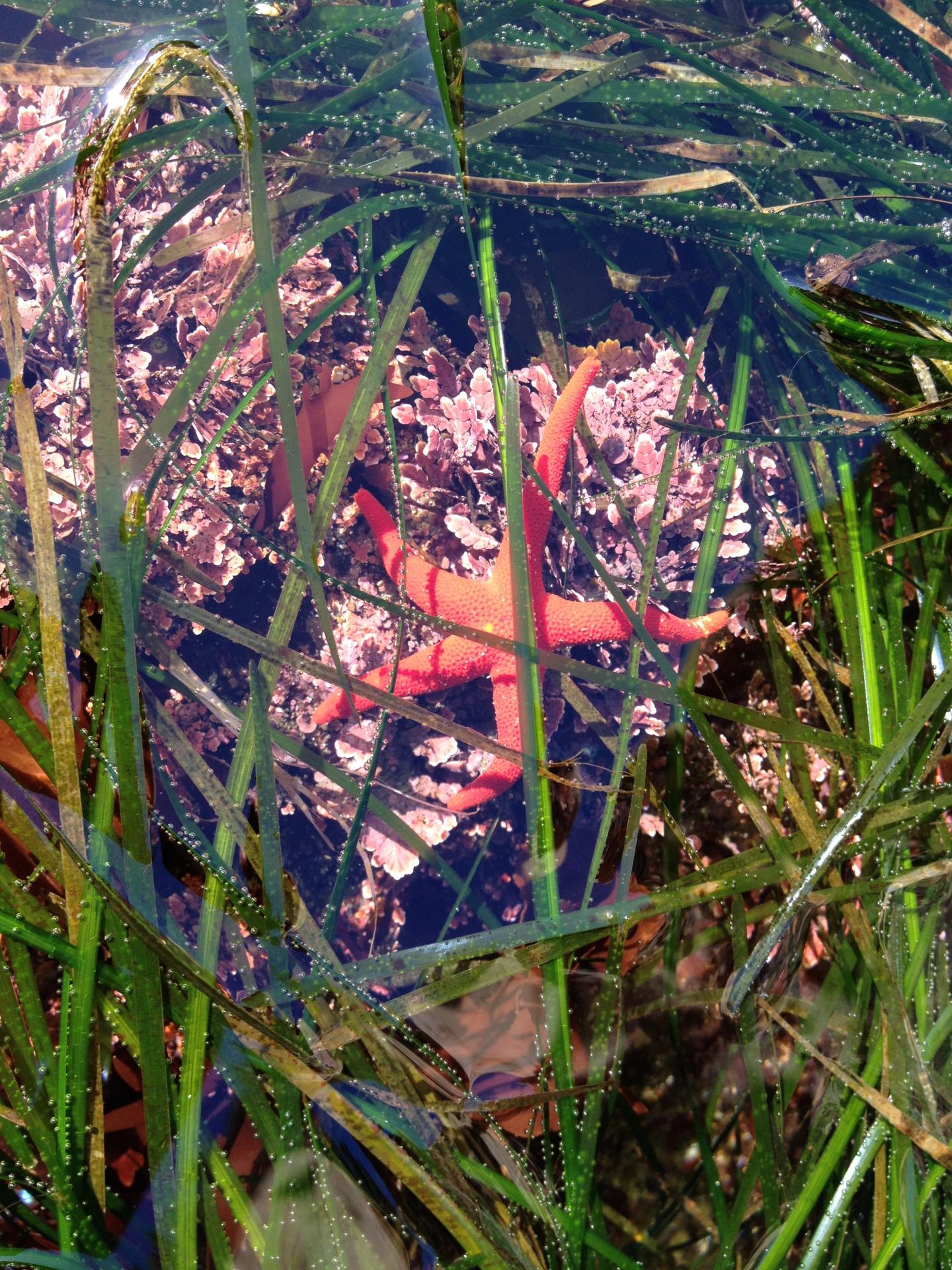 Sea Grass Beds