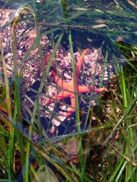 Sea Grass Beds