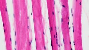 Pterostilbene regulates lipid metabolism in skeletal muscle through PPARδ stabilization