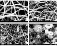 Platinum Nanowires
