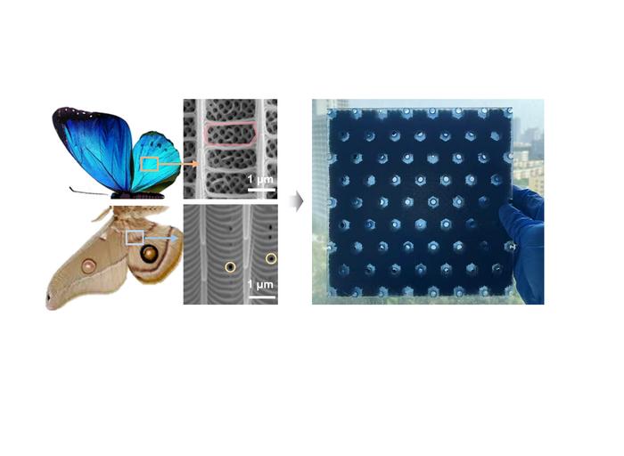 A multifunctional lattice metamaterial inspired by lepidopteran scales.