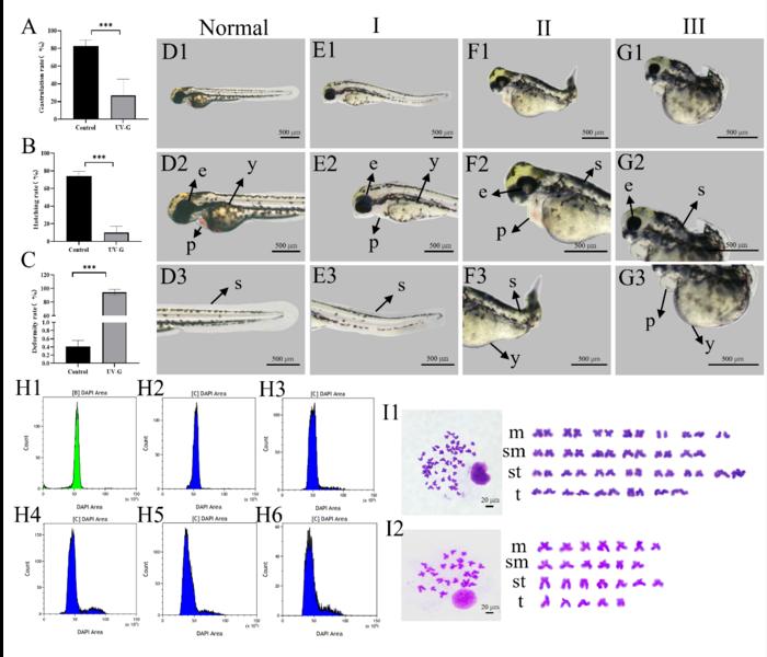 Comparative examination of the phylogenetic traits between haploid and diploid zebrafish.