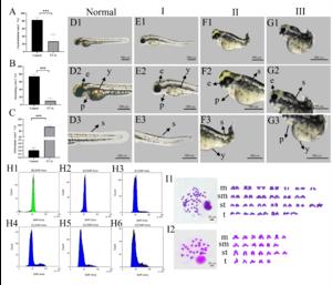 Comparative examination of the phylogenetic traits between haploid and diploid zebrafish.