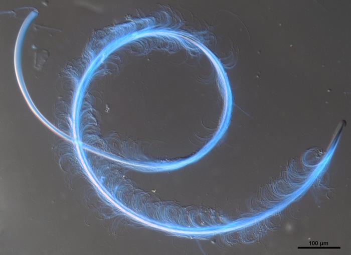 Microscopic view of sperm cells
