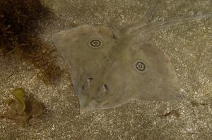 Rasptail Skate