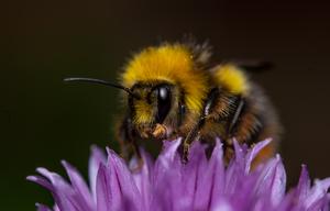 Bee 2