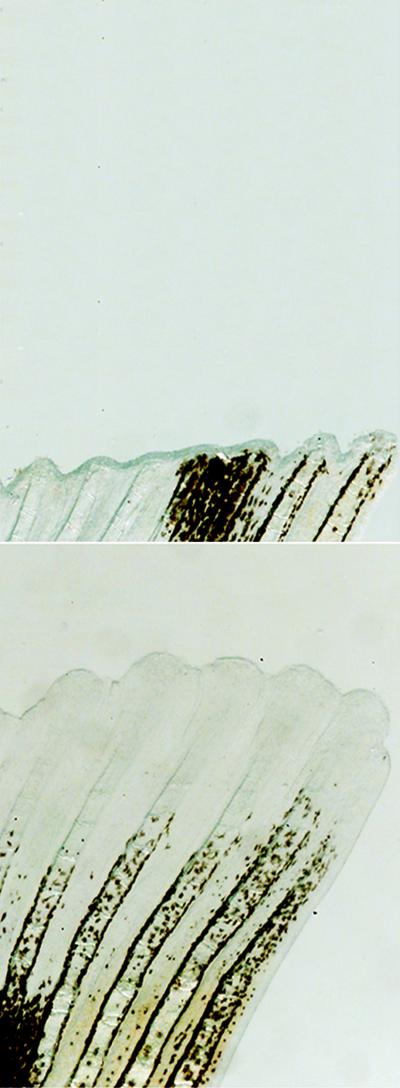 Unraveling the Mechanisms behind Organ Regeneration in Zebrafish (2 of 2)