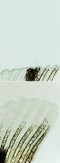 Unraveling the Mechanisms behind Organ Regeneration in Zebrafish (2 of 2)