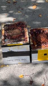 Native bee hives