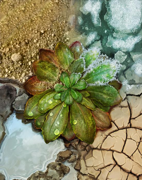 Arabidopsis adaptation to different climates