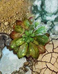 Arabidopsis adaptation to different climates