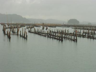 Bamboo Stakes with Oysters in Japan