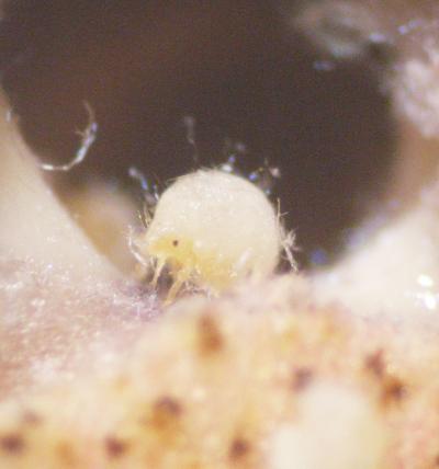 Soldier nymphs of Nipponaphis monzeni repairing a gall breach by discharging coagulating body fluid.