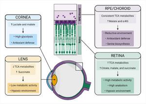 Summary of TCA cycle metabolite characteristics in different eye tissues.