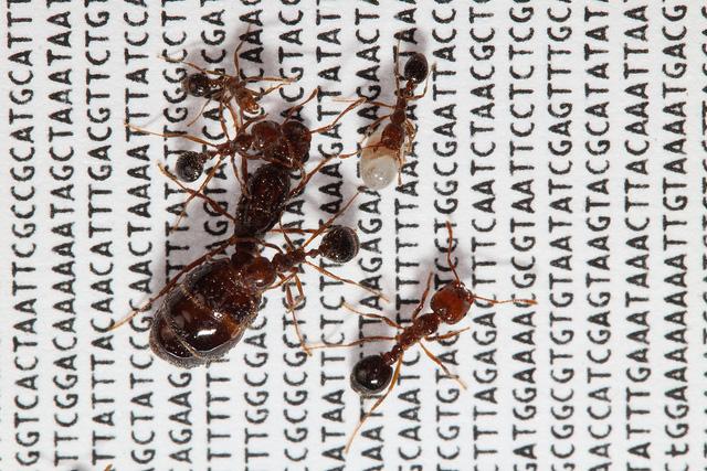 Red Fire Ants