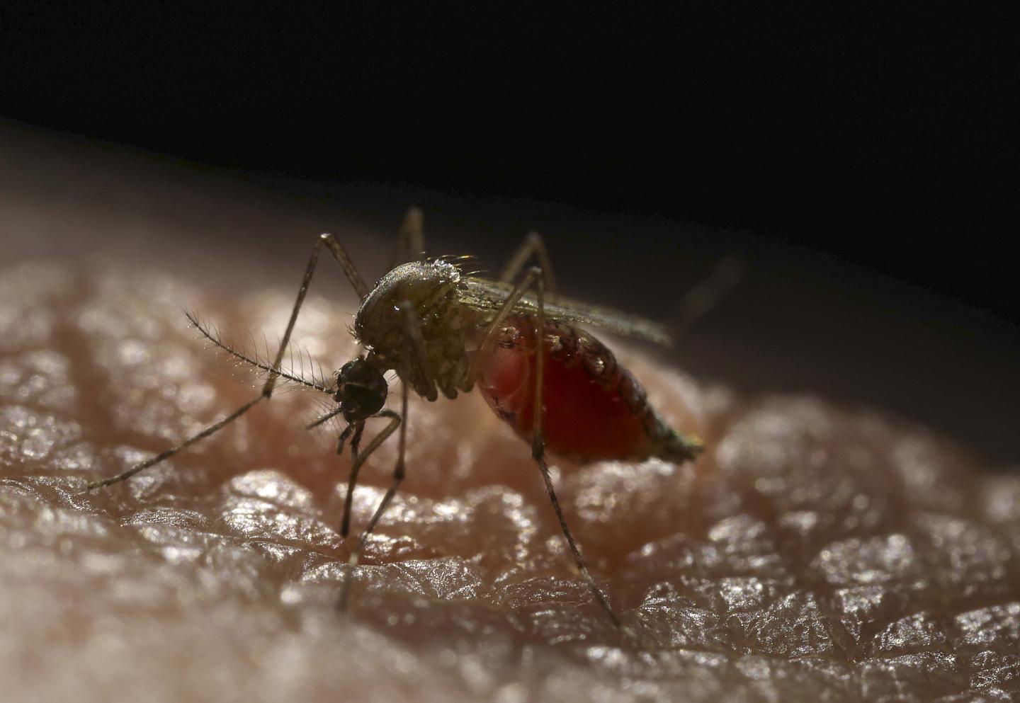 Aedes aegypti Mosquito