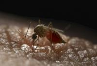 Aedes aegypti Mosquito