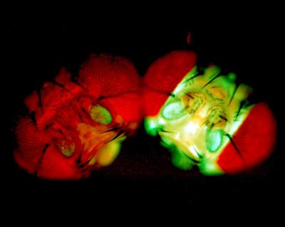 Glowing Fly