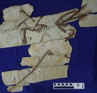 Fossil Skeleton of Darwinopterus