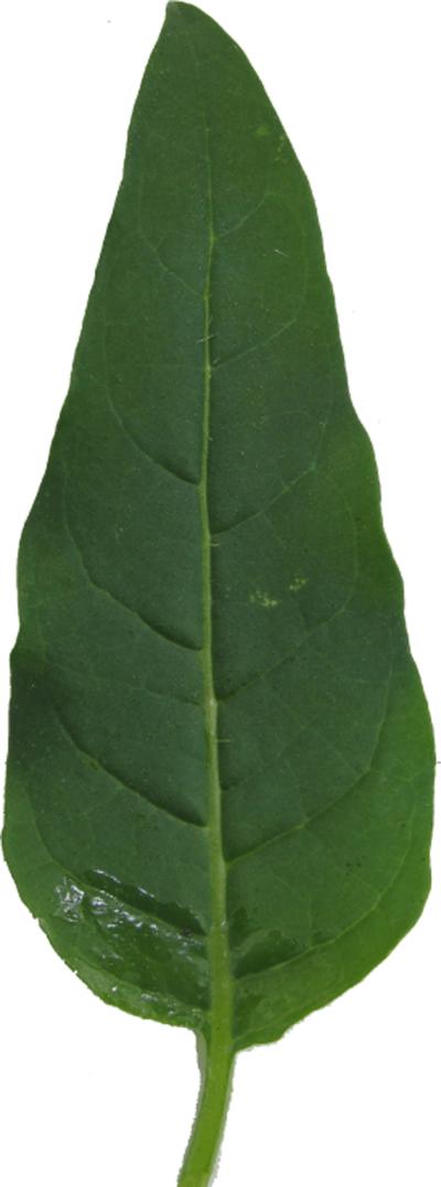Tobacco Leaf