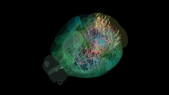 Brain-wide neural activity captured during decision-making task in mice