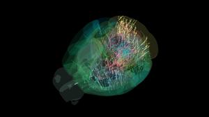 Brain-wide neural activity captured during decision-making task in mice