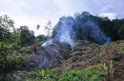 Clearance of Montane Tropical Rainforest for Agricultural Gardens at Poring, Sabah, Malaysia