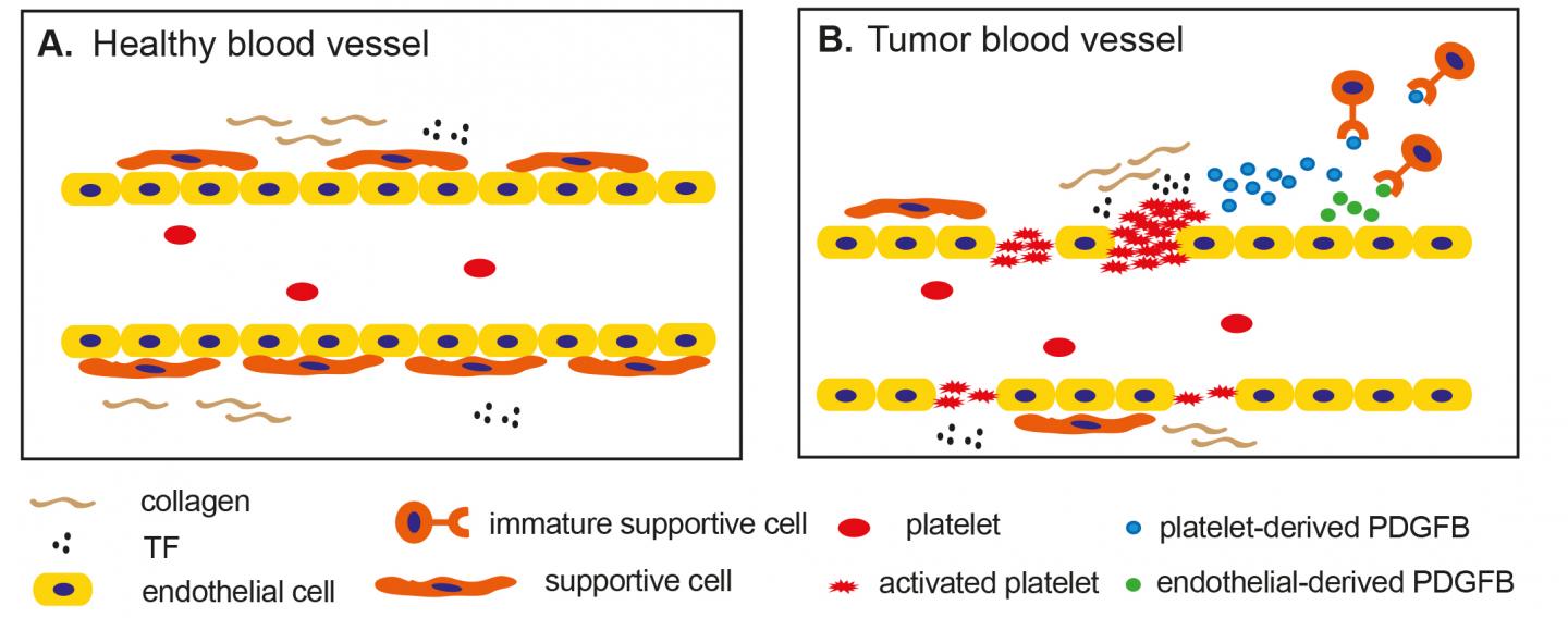 Platelets and blood vessels