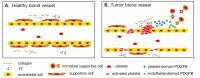 Platelets and blood vessels