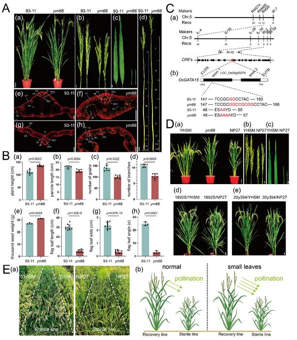 Fig. 1. Phenotypic characterization, map-based cloning and applications of the small flag leaf mutant.