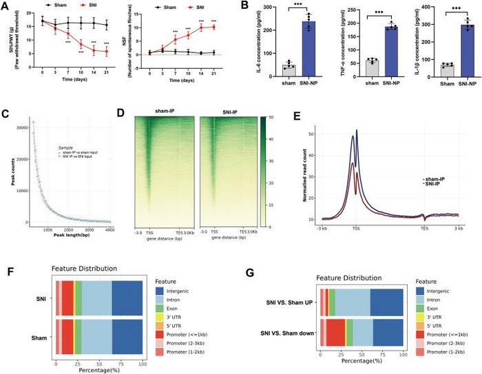 Enhancer landscapes in spinal cord tissues of rats with NP.