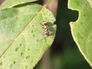 An ant on a leaf covered with spotted lanternfly honeydew.