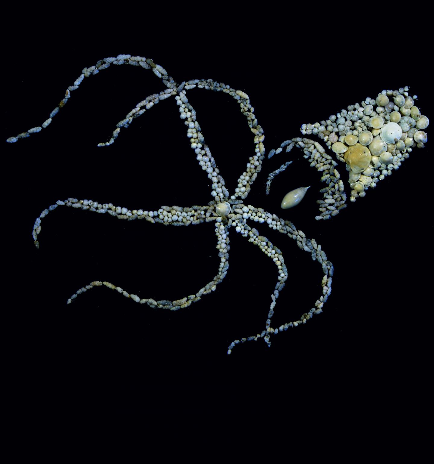 <i>Foraminifera</i>
