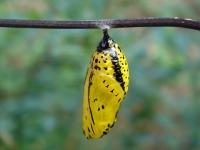 <i>Idea leuconoe</i>