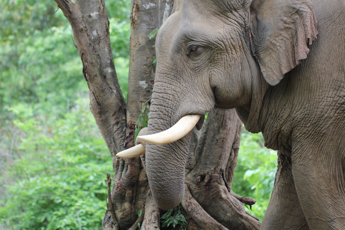 Elephants strive to cooperate with allies, until the stakes get too high