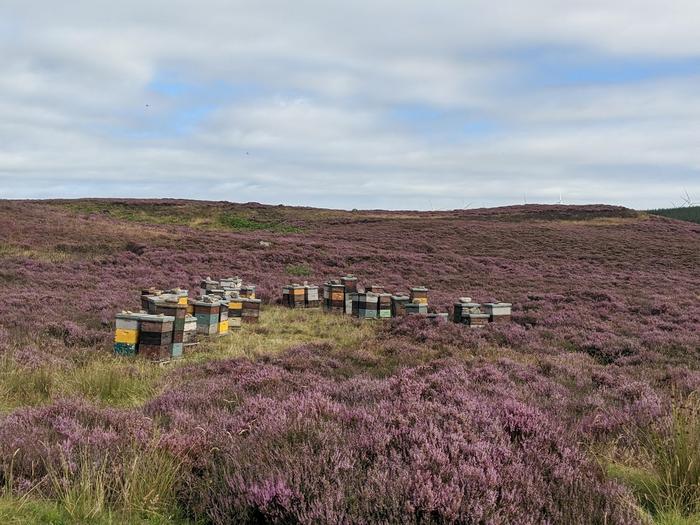 Beehives