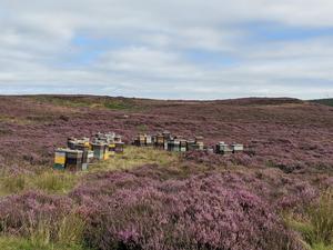 Beehives