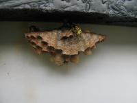 Social Wasps Have Simpler Brains