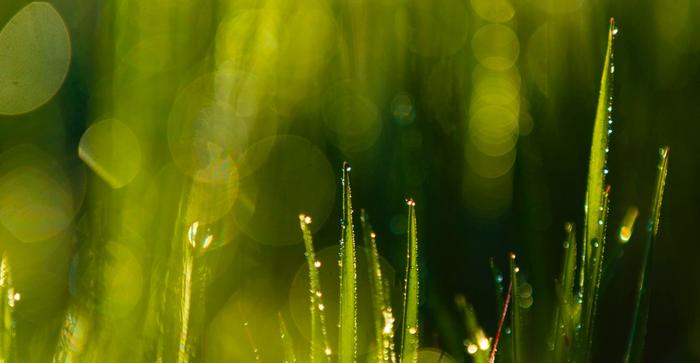 Wet Grass