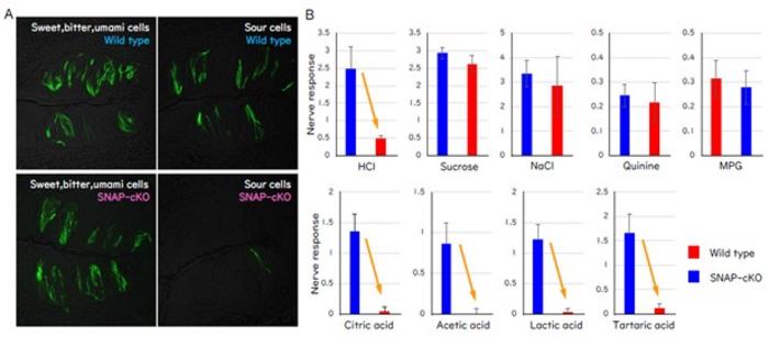 Effects of synaptic dysfunction in taste cells