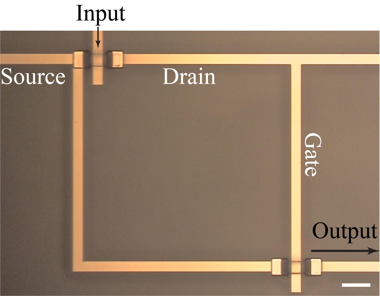 A New Transistor Architecture Allows for Easier Manipulation of Biological Systems (5 of 6)