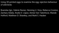 Robin Rejecting a 3D Model Egg