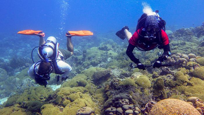 : Research team diving during sampling off the island of Curaçao (Caribbean Sea).