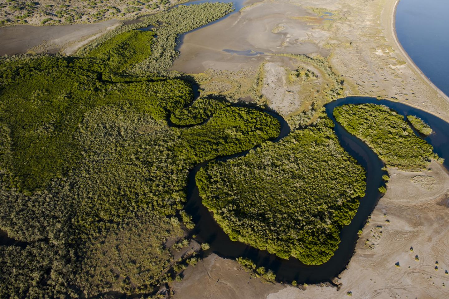 Red Mangroves