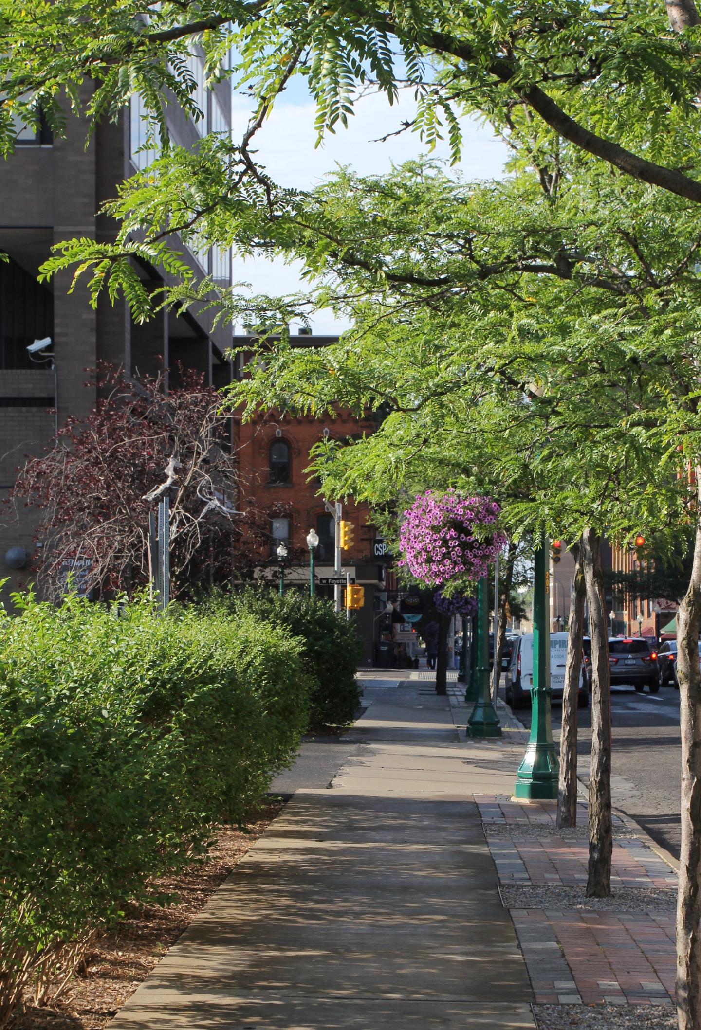 Urban Trees