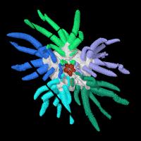 3D Reconstruction of <i>Sollasina cthulhu</i>